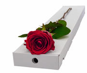 Long Stem Single Red Naomi Rose